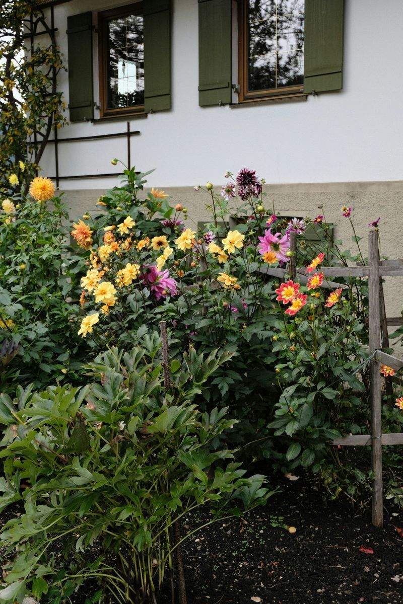 芝生の施工・メンテナンス